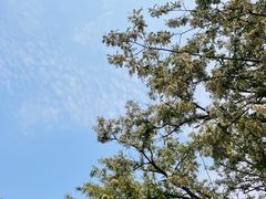 -长白岛森林公园