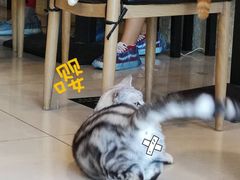 -平行世界·猫咖(首经贸店)