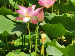 -莲花池公园