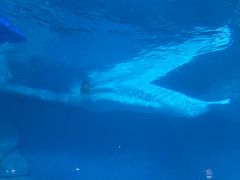 -海合安武汉极地海洋公园