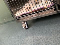 -甄爱宠物医院(疏影路店)