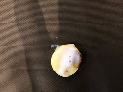 -鲜芋仙(常州吾悦国际广场店)