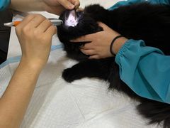 -pd派德宠物中心医院24H急重症·眼科中心·血液透析中心(嵩山北路店)