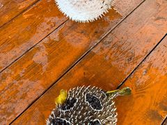 -蓝湾碧波·老字号·疍家非遗海上餐厅