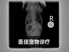 -萌兽医馆·宠物医院·猫骨科(创景店)