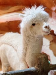 -酷嗒动物文化乐园(cutezoo西溪乐天城店)