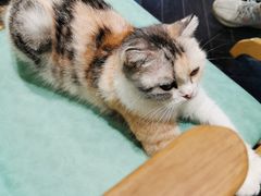 -猫色咖啡·猫咖