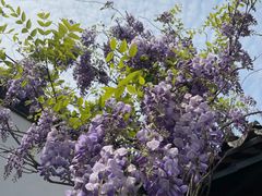 -青果巷历史文化街区