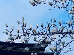 -香雪海