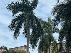 -三亚湾红树林度假世界(木棉酒店)