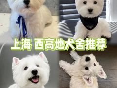 -萌宠之家·腊肠犬·马尔泰·小体犬舍