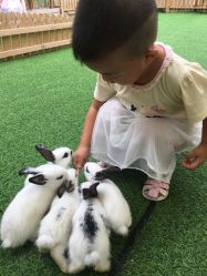 点击看大图 -萌宠亲子动物乐园(槐房万达店)