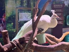 -正佳雨林生态植物园