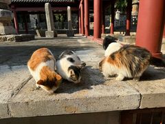 -四门塔风景区
