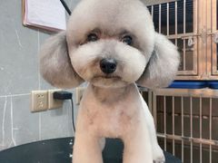 -悠尼宠物·独立低压伊珊娜洗护·美容·寄养(兰谷路店)