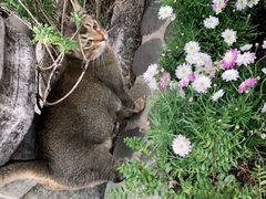 -喵屿·大理花园猫咖