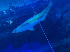 -成都浩海立方海洋公园