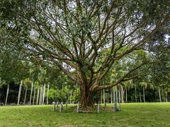-深圳仙湖植物园