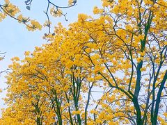 -洲头咀公园