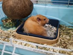 -钓仓鼠(洋桥北里小区店)