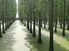 -渌洋湖湿地公园