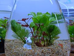 -花鸟鱼虫鲜花绿植市场(玉泉路店)