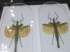 -上海昆虫博物馆