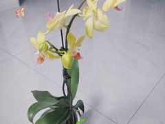 -雪蔓之鲜花气球派对(家佳源时代中心店)