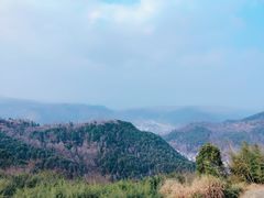 -桑洲油菜花景区