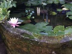 -先机泉水鸡汤(南山老君洞店)