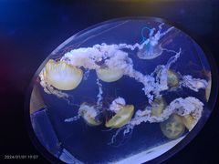 -珠海长隆海洋王国