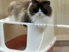 -momokira米努特·德文卷毛猫·棉花面纱犬