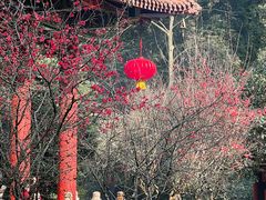 -都江堰普照寺