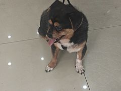 -瑞鹏·疫苗·绝育·宠物医院(广九店)