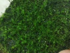 -中环花鸟鱼虫市场