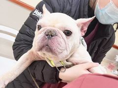 -艾贝尔宠物医院 ·内科全科(梁溪路店)