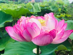 -水八仙生态园