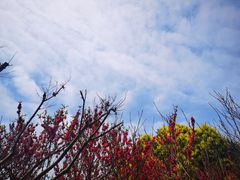 -南汇桃花村