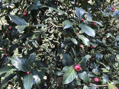 -华南国家植物园-售票处