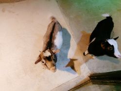 -酷嗒动物文化乐园(cutezoo西溪乐天城店)