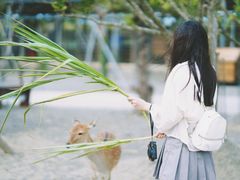 -鹿境梅花鹿生态园区