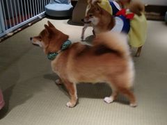 -逗柴咖啡屋·狗咖猫咖宠物桌游