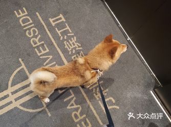 前几天遛皮皮的时候偶然遇到了这家宠物店 本来就打算随