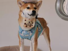 -怪兽屋·羊驼·猫咖·狗咖(俊华广场店)