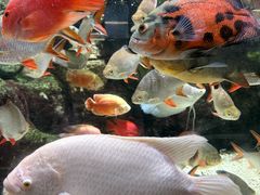 -太平洋海底世界