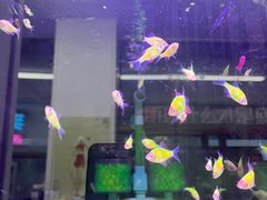 -武汉花鸟市场