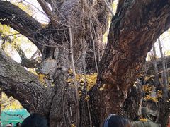 -浮来山风景区
