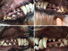 -帕帕拉兹宠物(亚洲旗舰店)