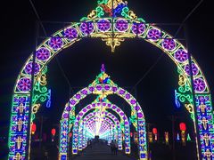 -枫林花海