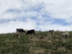 -新疆那拉提国家旅游度假区